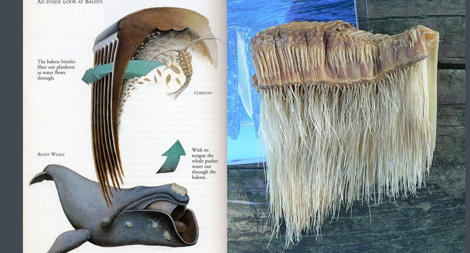 Did you know baleen was historically referred to as whale bone